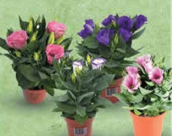 Lisianthus Mix lončanica 10,5 cm, visina 28 cm Akcija u trgovini Plodine