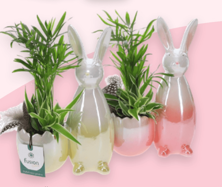 Aranžman Zeko 1 kom - Akcija u trgovini Spar