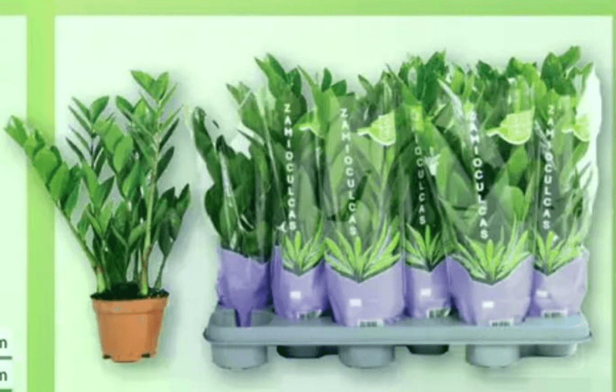 Zamioculcas Akcija u trgovini Lidl