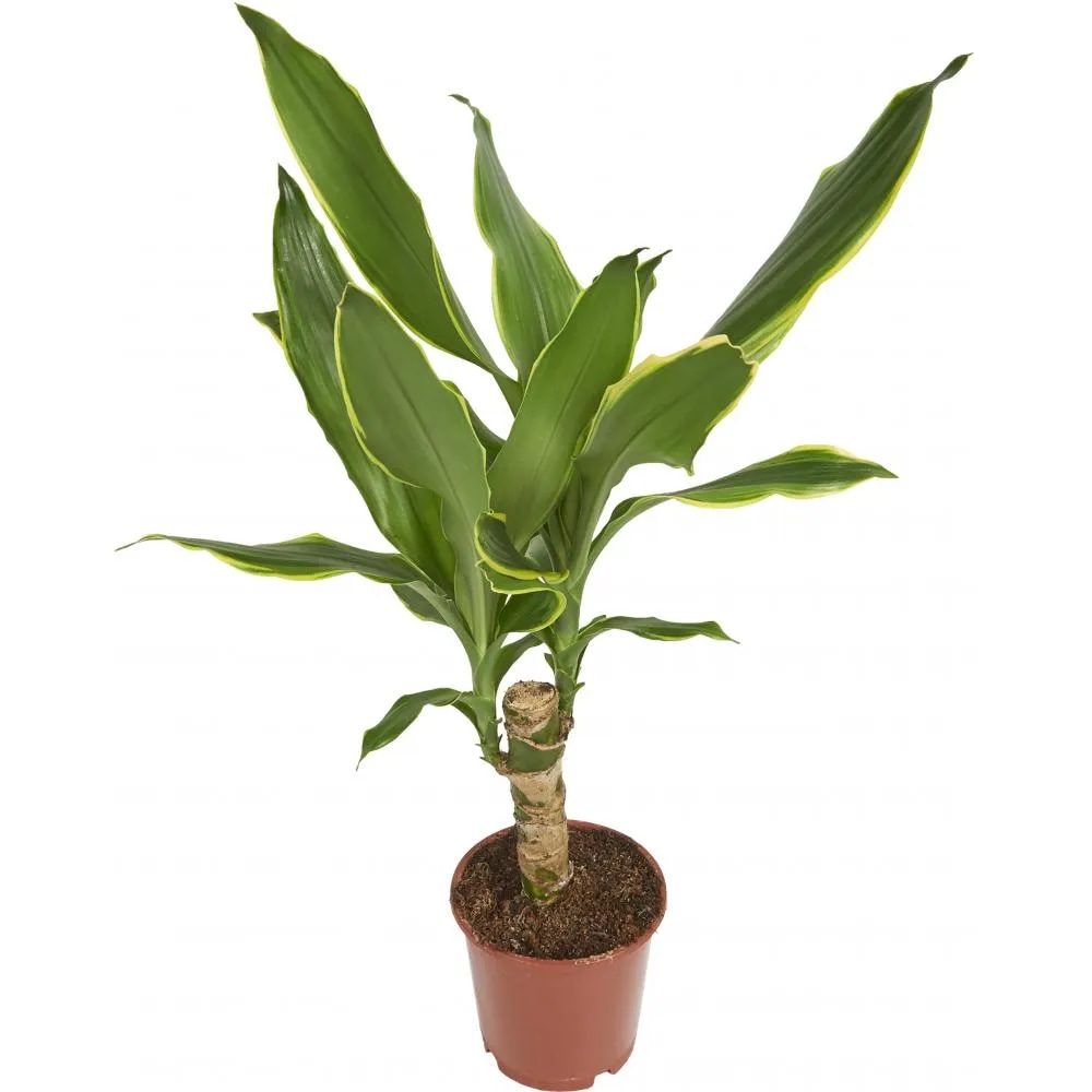 Lončanica Dracaena Ø11, 45 cm Akcija u trgovini Pevex