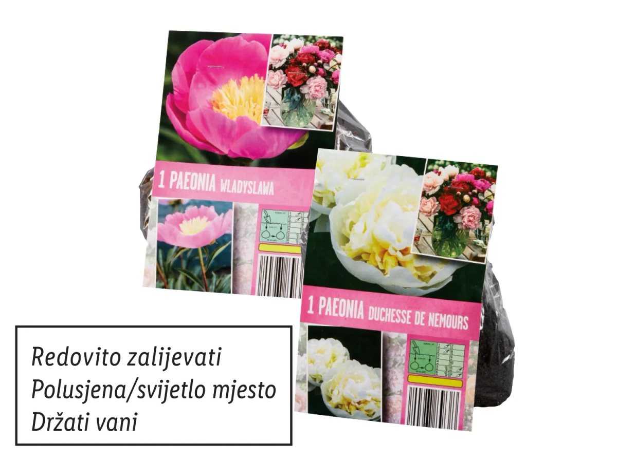 Lukovice Božur Akcija u trgovini Lidl