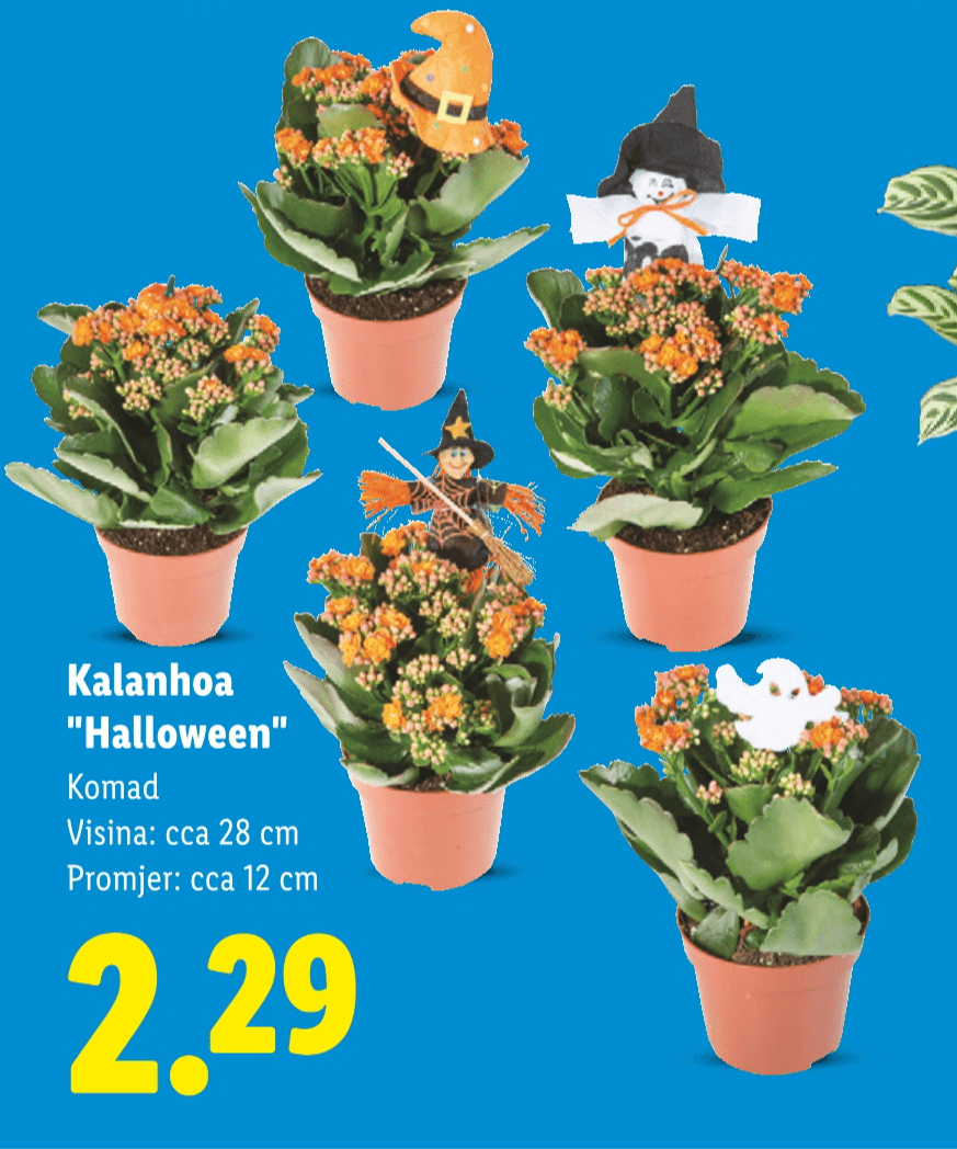 Kalanhoa "Halloween" Akcija u trgovini Lidl