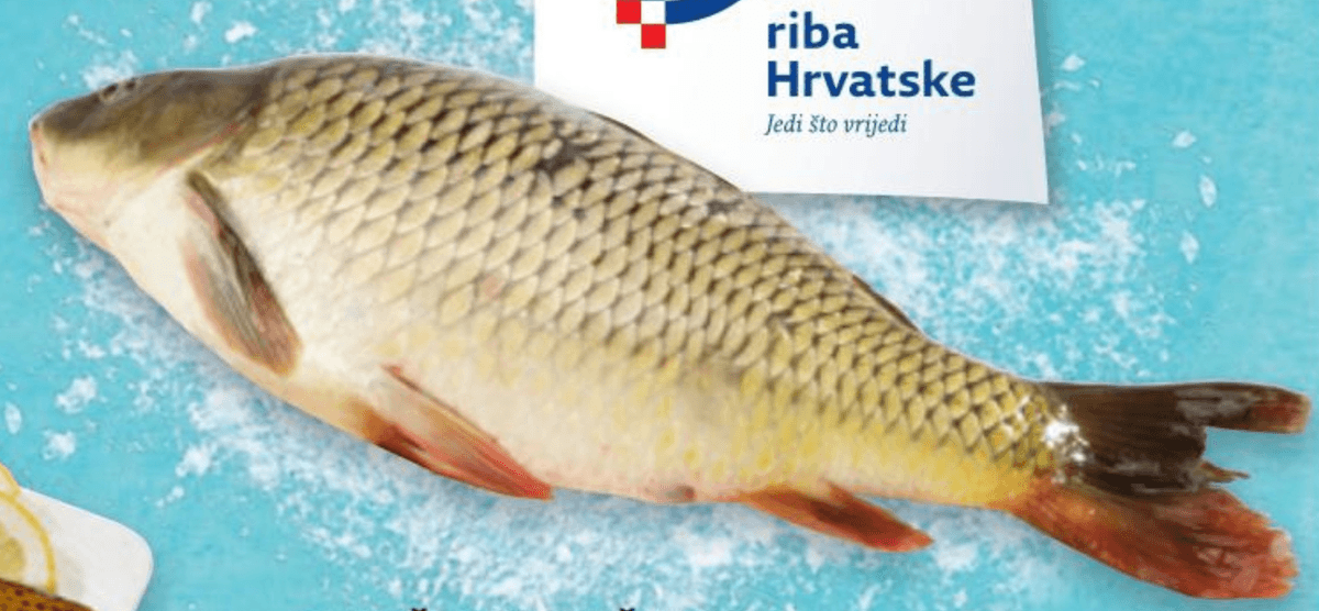 Svježi šaran 1 kg Akcija u trgovini Konzum