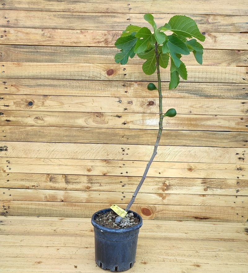 Sadnica smokve 1 kom Vrtovi Hrvatske - Akcija u trgovini Spar