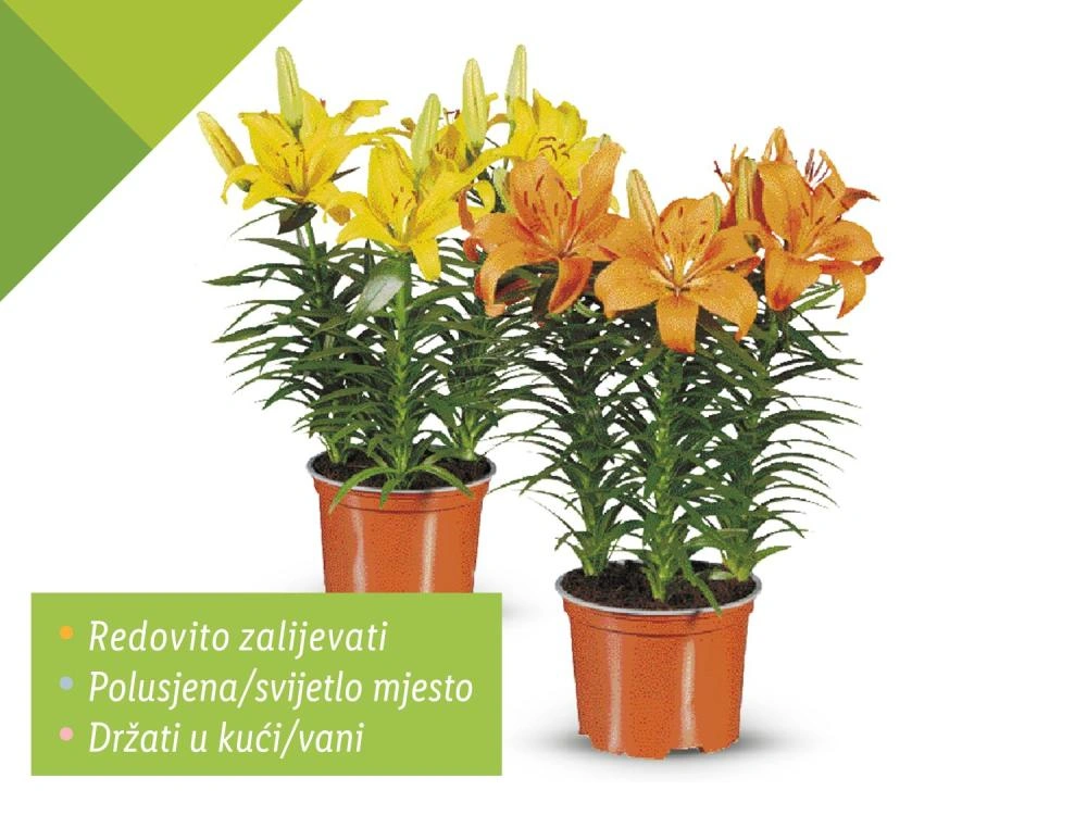 Azijski ljiljan Komad Akcija u trgovini Lidl