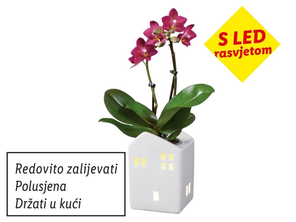 Mini orhideja Komad Akcija u trgovini Lidl