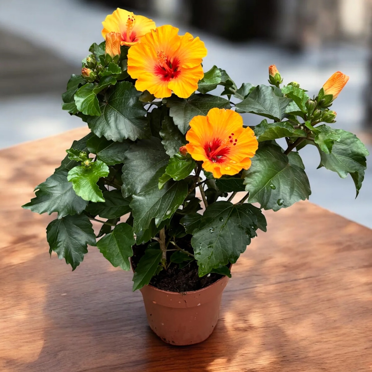 Hibiskus u tegli promjera 14 cm komad - Akcija u trgovini Kaufland