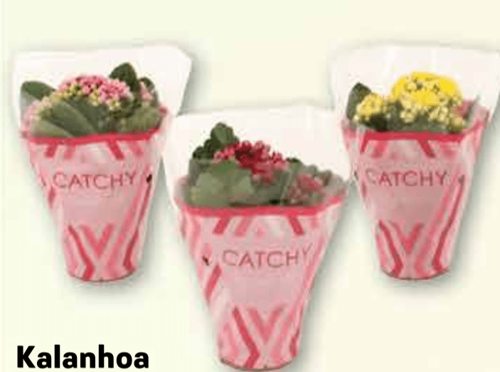 Kalanhoa Mix lončanica Ø 8 cm, visina 20 cm - Akcija u trgovini Plodine