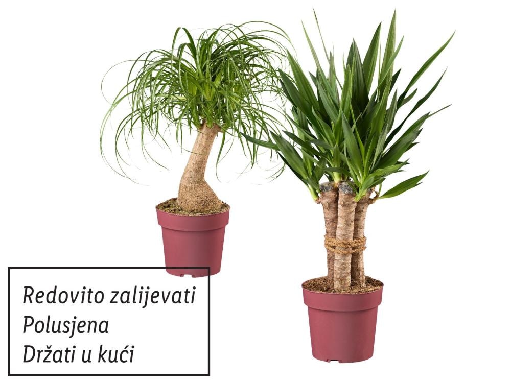 Zeleni mix "Maya" Akcija u trgovini Lidl