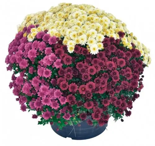 Krizantema Multiflora Trixi Ø 20 cm Akcija u trgovini Spar