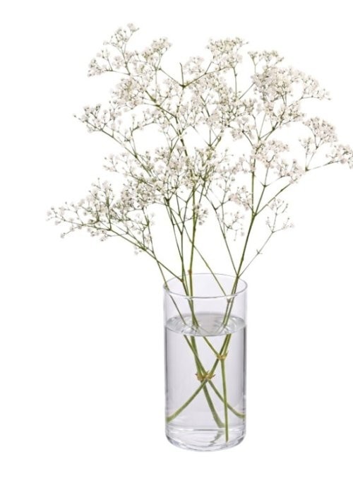 Rezano cvijeće Gypsophila Akcija u trgovini Lidl