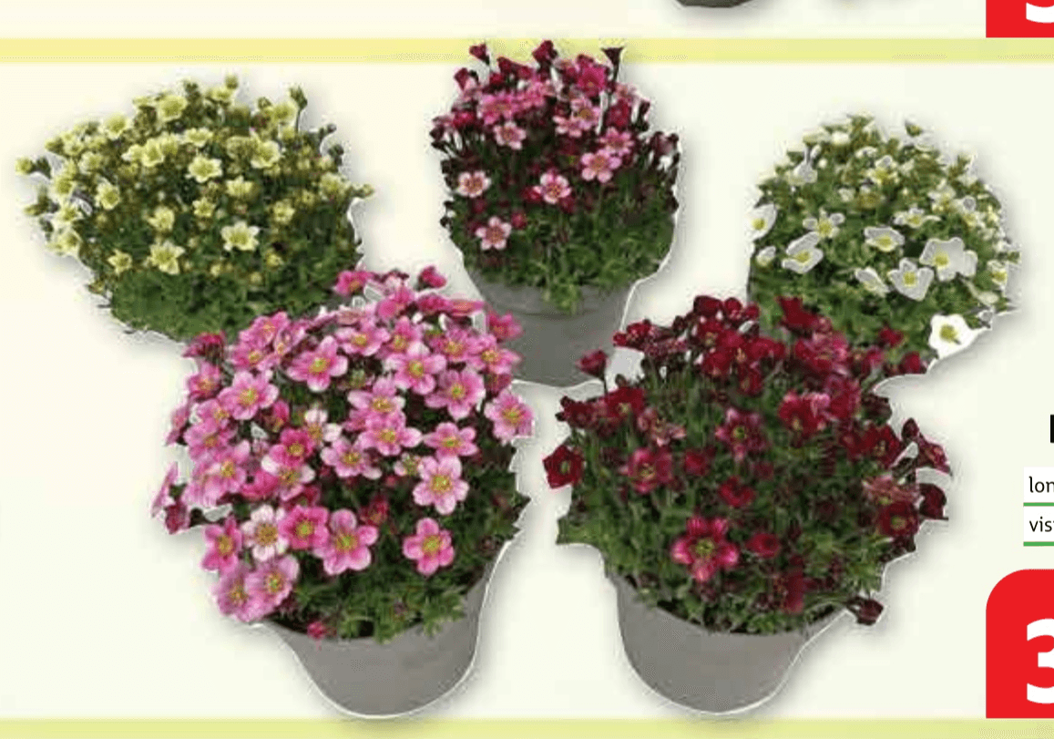 Kamenika Ø 12 cm, visina 15 cm - Akcija u trgovini Plodine