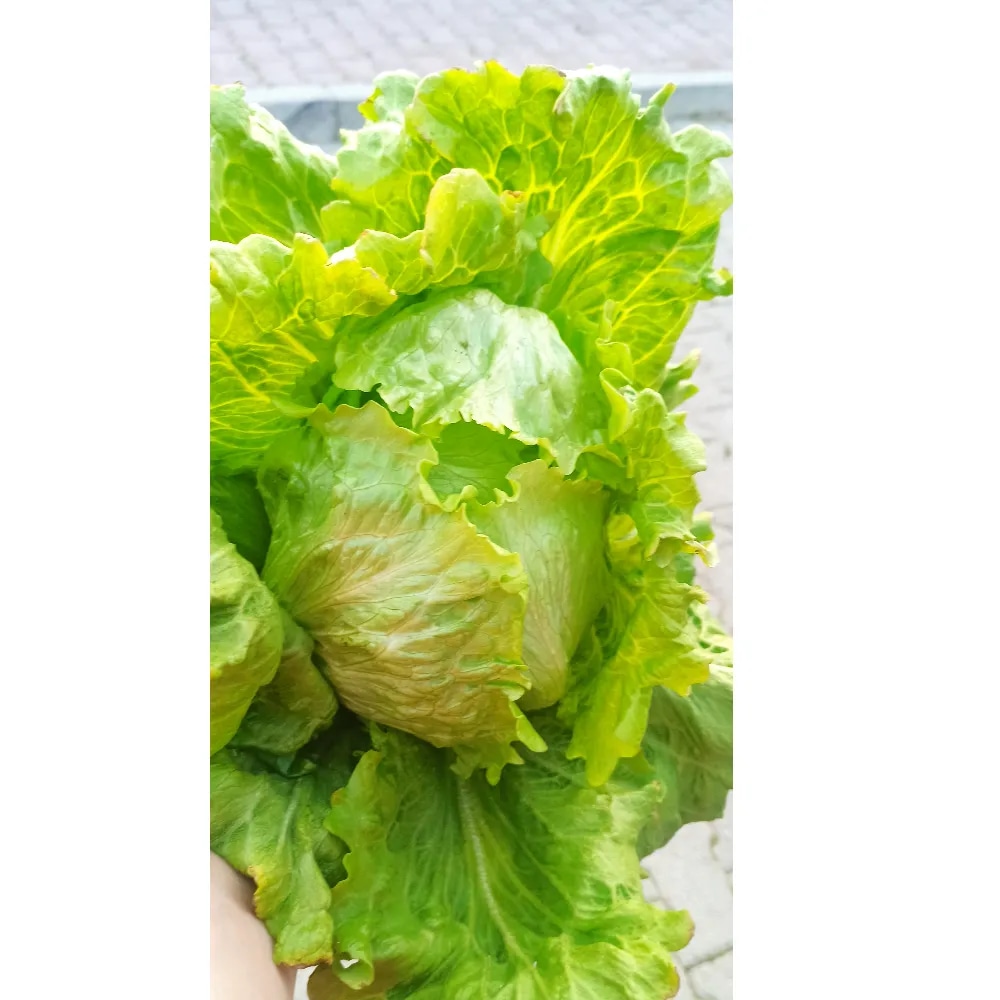 Salata kristalka s korijenom komad Akcija u trgovini Plodine
