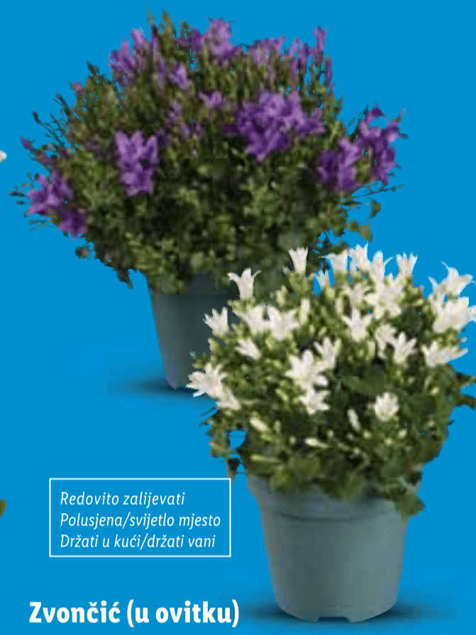 Zvončić 1 komad - Akcija u trgovini Lidl