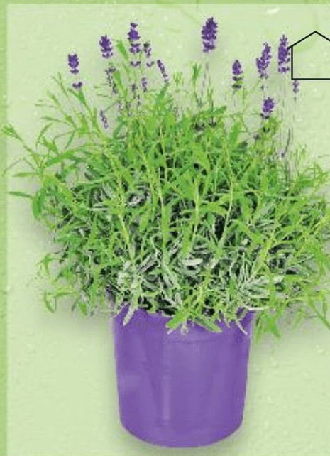 Lavanda u tegli promjera 19 cm Akcija u trgovini Kaufland