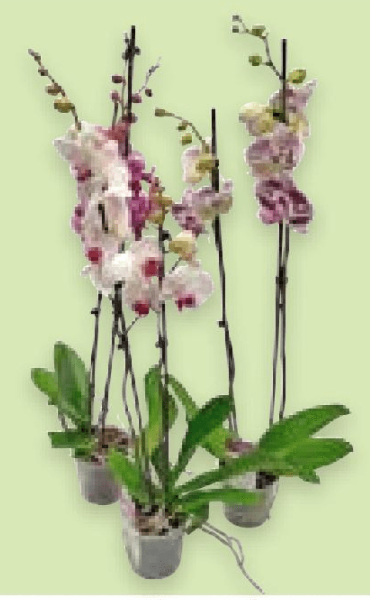 Orhideja - Akcija u trgovini Spar