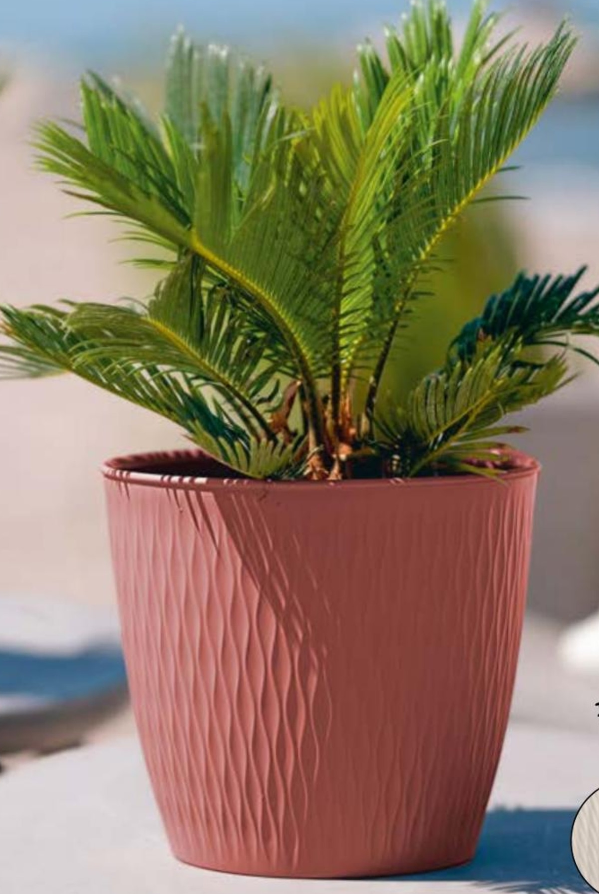 Tegla za cvijeće Liberty 1 kom - Akcija u trgovini Spar