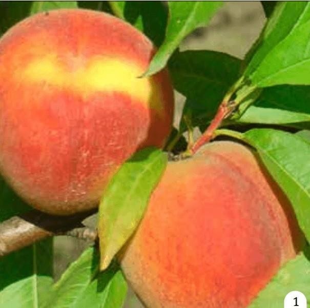 Desafio Breskva - Akcija u trgovini Pivac