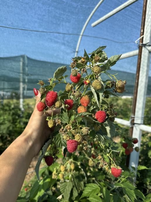 Sadnica maline komad - Akcija u trgovini Plodine
