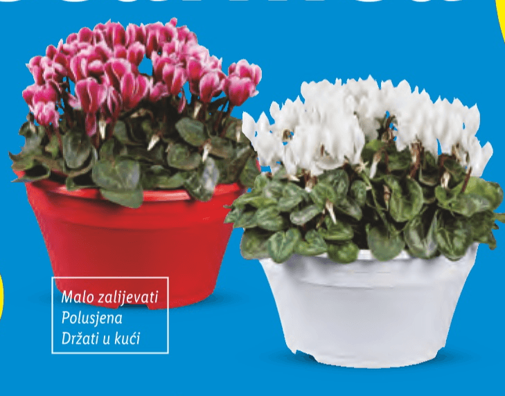 Ciklama Akcija u trgovini Lidl