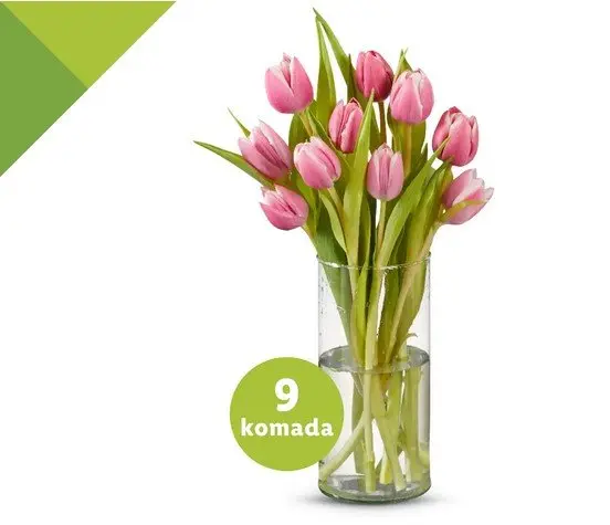 Tulipani rezani 9 tulipana Akcija u trgovini Lidl