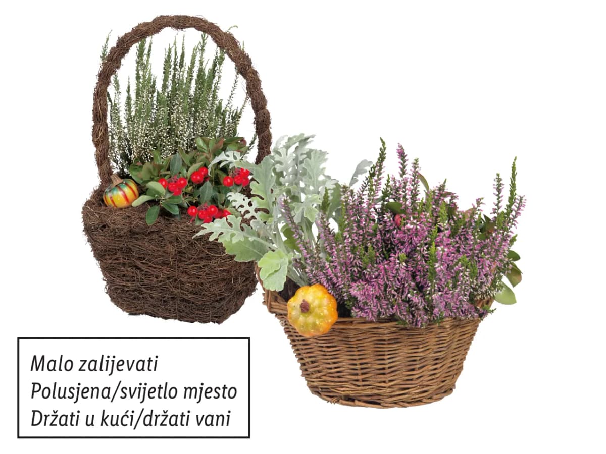 Aranžman Akcija u trgovini Lidl