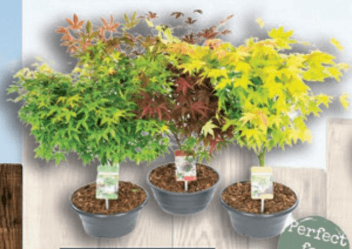 Acer palmatum C3, 40-60 cm - Akcija u trgovini Vinkoprom