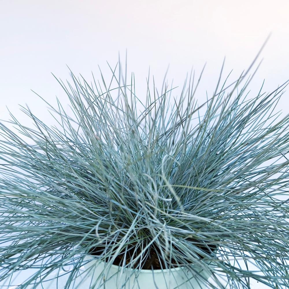 Plava vlasulja lončanica Ø 12 cm, visina 35 cm - Akcija u trgovini Plodine