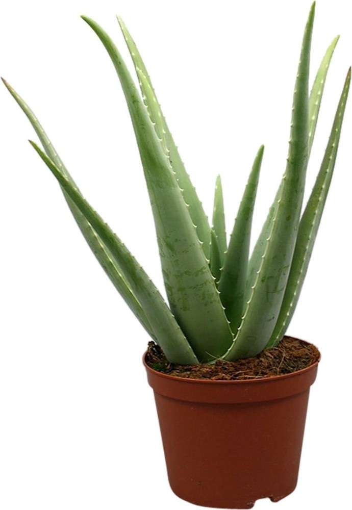 Lončanica Aloe Vera Ø11, 25 cm Akcija u trgovini Pevex