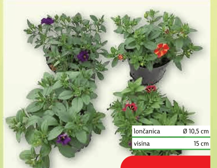 Calibrahoa mix lončanica Ø 10,5 cm, visina 15 cm - Akcija u trgovini Plodine