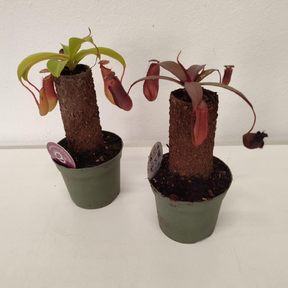 Nepenthes 1 komad - Akcija u trgovini Kaufland
