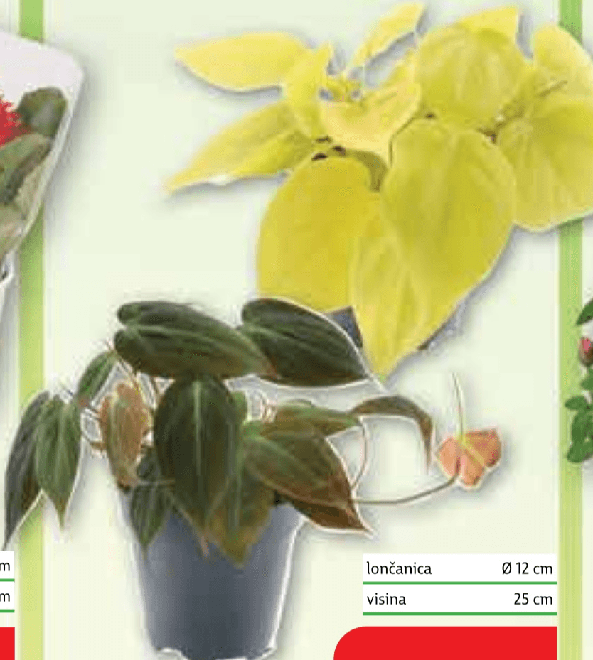 Filodendron mix lončanica Ø 12 cm, visina 25 cm - Akcija u trgovini Plodine