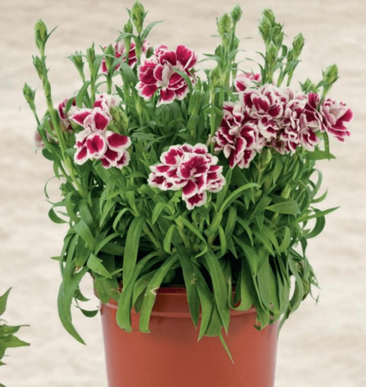 Karanfil lončanica Ø 10 cm, visina 40 cm - Akcija u trgovini Plodine