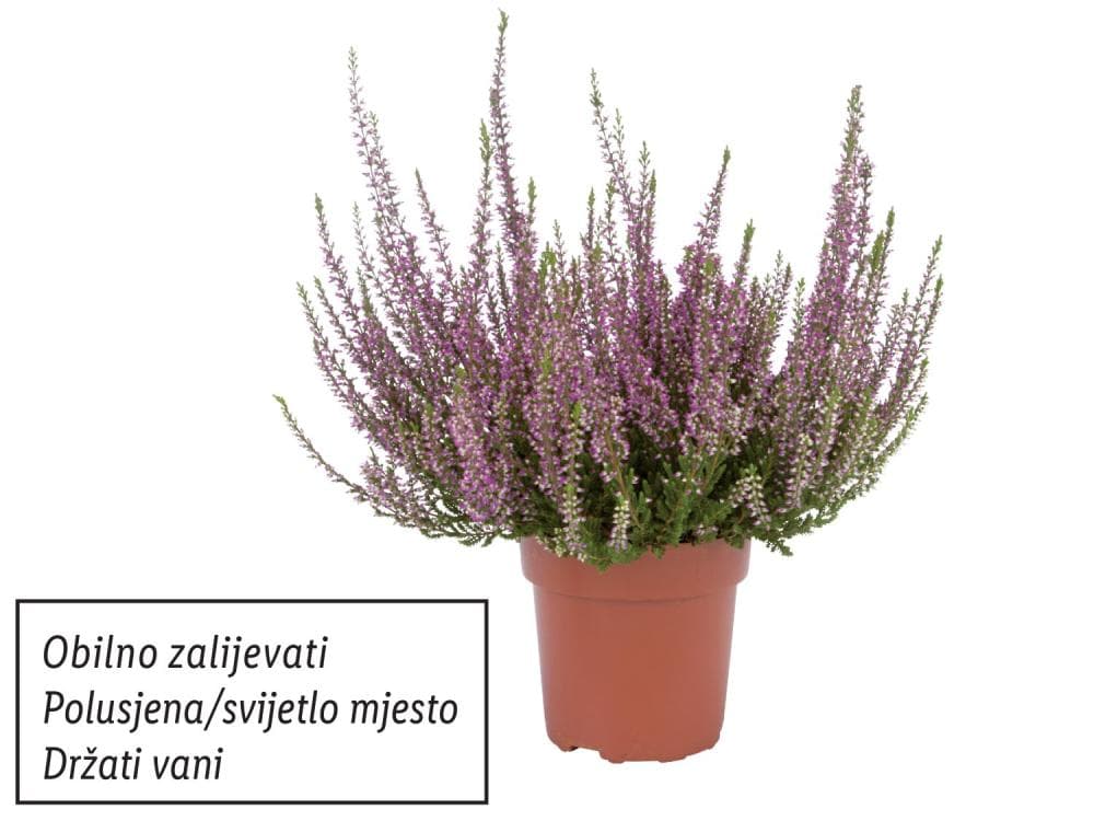 Vrijesak Komad Akcija u trgovini Lidl