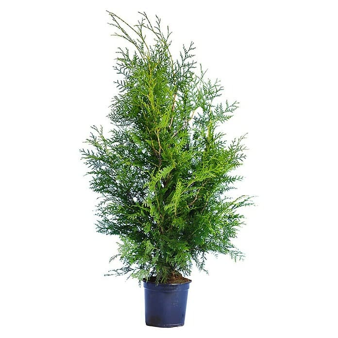 Thuja Brabant komad Akcija u trgovini Plodine
