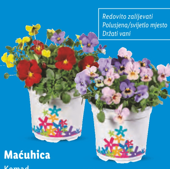 Maćuhica Komad - Akcija u trgovini Lidl