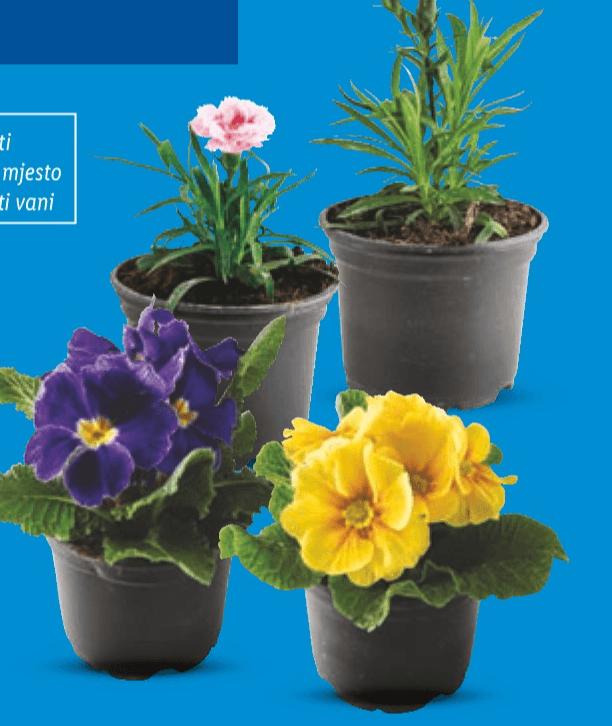 Jaglac ili Karanfil Buket - Akcija u trgovini Lidl