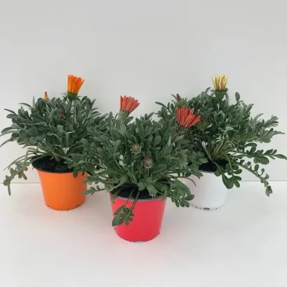 Gazanija Ø 10 cm, 25 cm - Akcija u trgovini Plodine