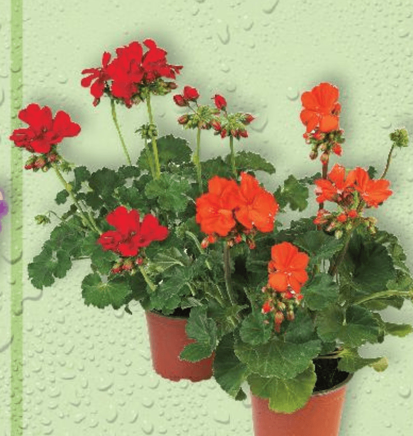 Pelargonija zonale 1 komad - Akcija u trgovini Kaufland