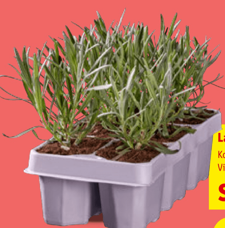 Lavanda angustifolia 6 komada Akcija u trgovini Lidl