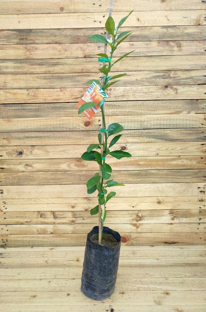 Sadnica mandarine 1 kom Vrtovi Hrvatske - Akcija u trgovini Spar