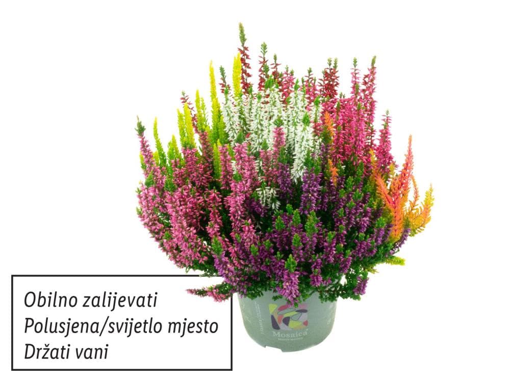 Vrijesak višebojan Akcija u trgovini Lidl