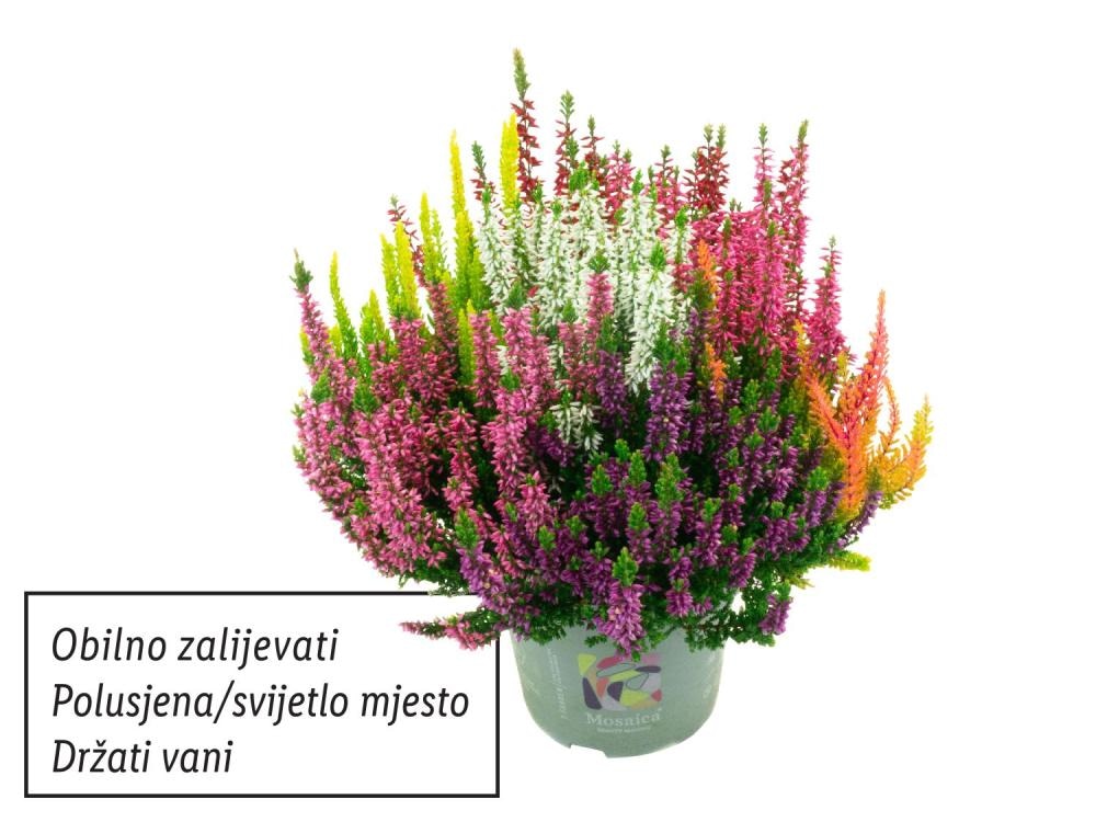Vrijesak višebojan Akcija u trgovini Lidl