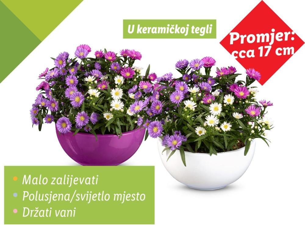 Zvjezdan Trio (u keramičkoj tegli) Komad; visina: 22 cm; promjer: cca 17 cm Akcija u trgovini Lidl