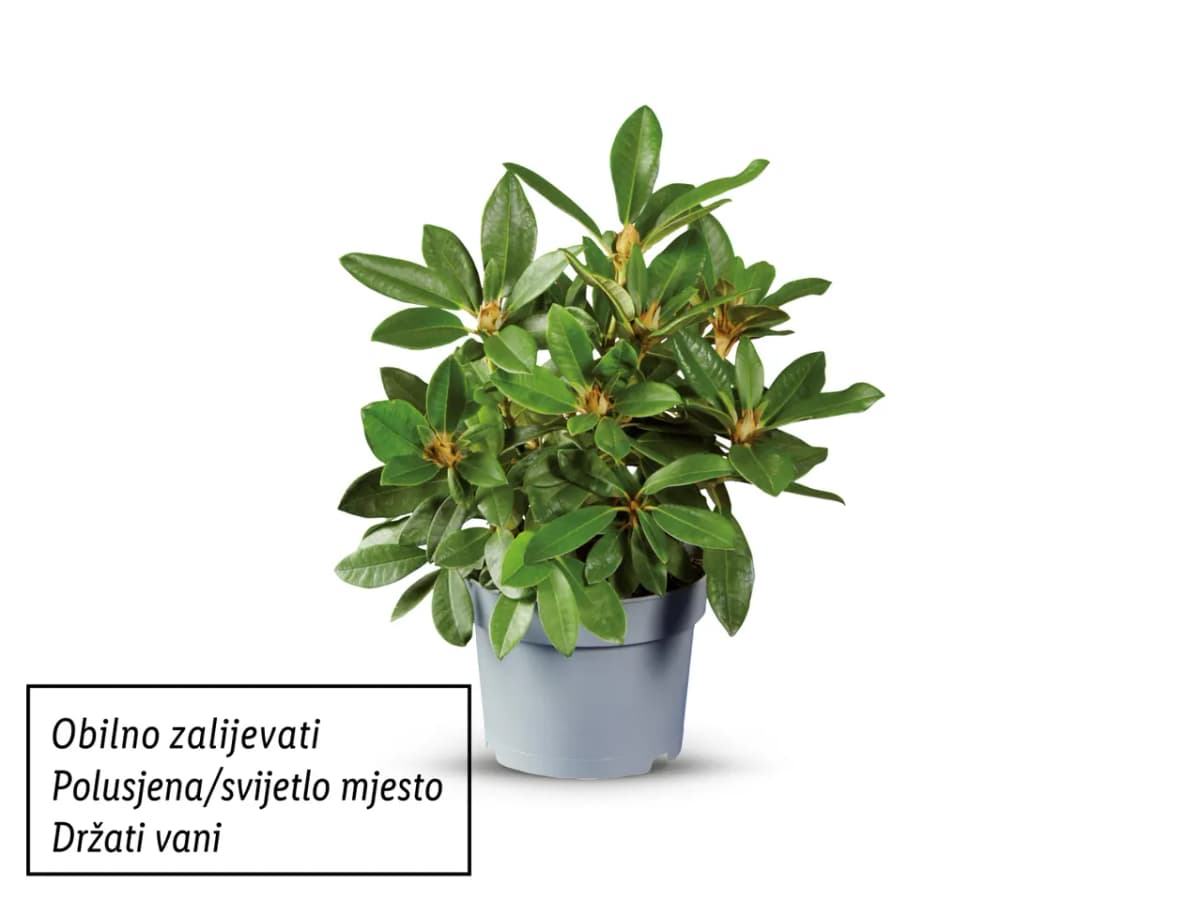 Rododendron Akcija u trgovini Lidl