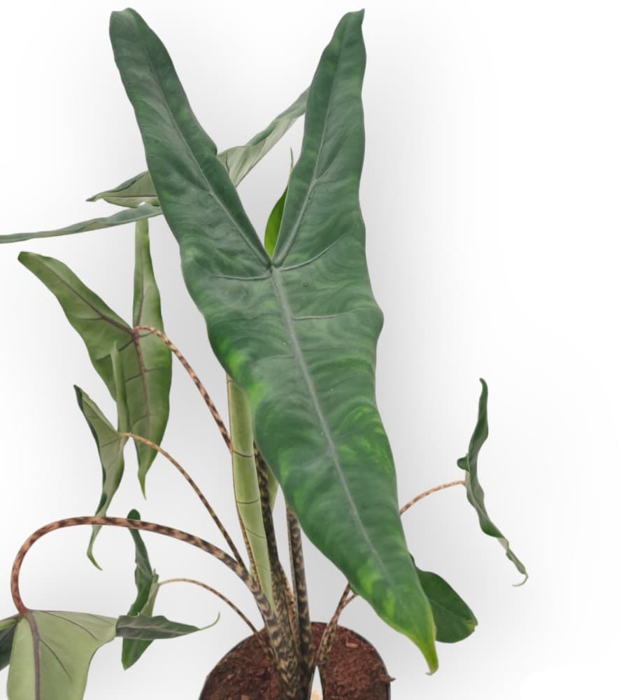 Alocasia tigrina Akcija u trgovini Plodine