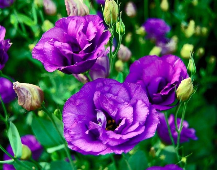 Eustoma 1 kom Akcija u trgovini Lidl