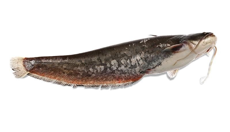 Svježi afrički som 1 kg PP Orahovica Akcija u trgovini Spar