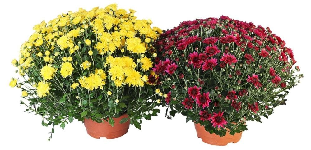 Krizantema multiflora 23 cm Akcija u trgovini Kaufland