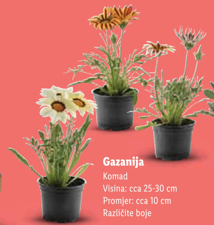 Gazanija Komad - Akcija u trgovini Lidl
